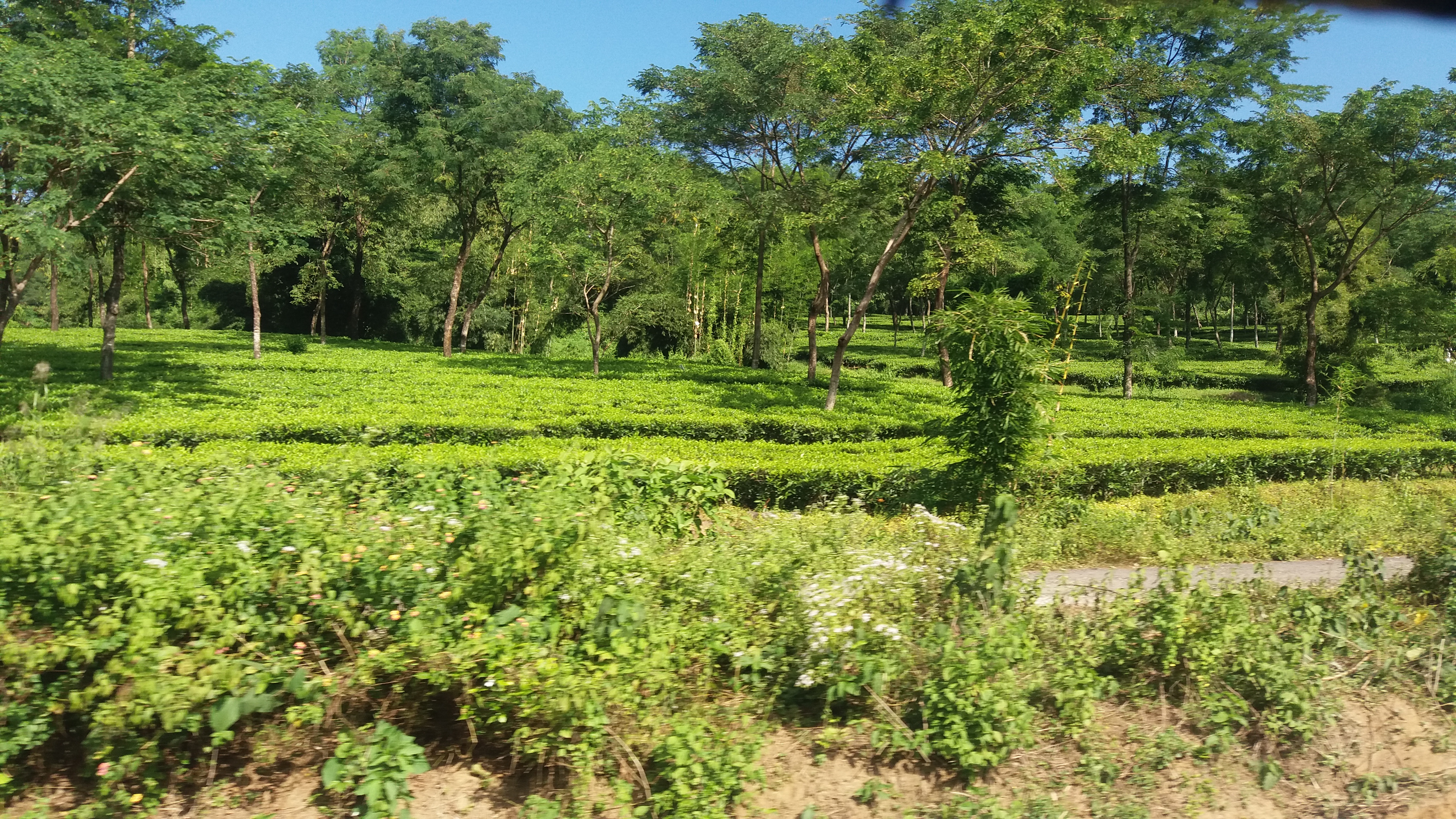 Hill Cart Road, Siliguri